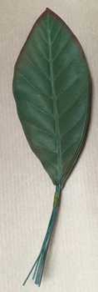 Blatt spitz